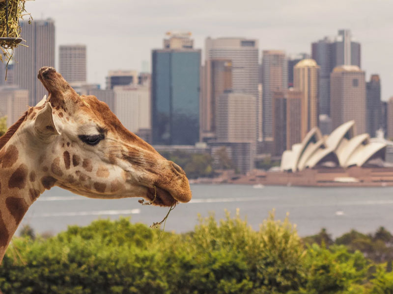 Taronga Zoo